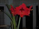 Amaryllis