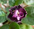 detaliu floare Vampire's Kiss
