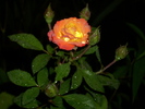 DSCI0560