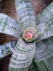 aechmea_fasciata_flowering_(own)