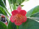 Kohleria Manchu 4