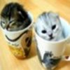 animale__pisoi%20in%20cana_jpg_85_cw85_ch85