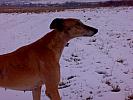 Pinchi Greyhound