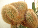 DSC09530