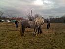 Percheron