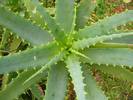 aloe_arborescens_1