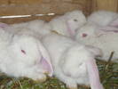 poze iepuri 2504 180