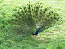 peacock3