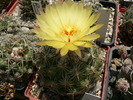 coryphantha_calipensis