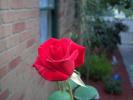 00144_rose_1600x120