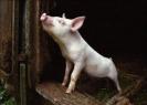 poze-amuzante-porci