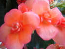 DSC02642