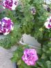 flori 011