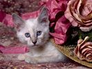 Siamese Kitten