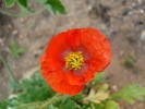 Red Dwarf Poppy (2009, June 18)