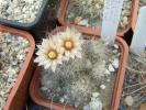 Escobaria duncanii