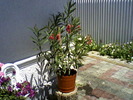 Fotografii-0006