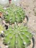 Echinopsis eyresii