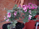 DSC09801