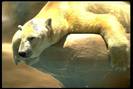 POLAR-BE