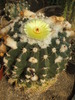 Wiginsia erinacea