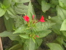 Picture 044