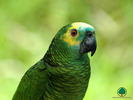 Wallpapers - Parrots - 25