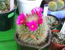 Mammillaria  Crasior spi.albi