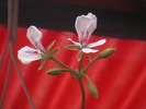 Picture 018