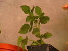 pepino