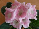 Tigrina Pink 2