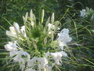 cleome