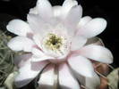 Gymnocalycium asterium - floare