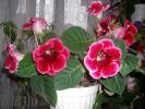 Flori-2008 001