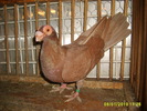 femela