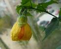 Abutilon galben cu pata oranj
