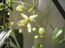 Clematita Armandii 6