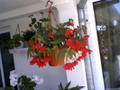 begonia pendula