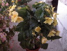 BEGONIA