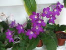 DSCF4401