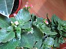 kalanchoe