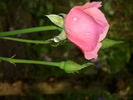 DSCI0647