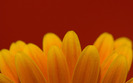 01829_simplecolors_1440x900