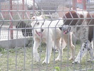 poze 01.05.2009 160