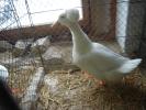 Landente-mit-Haube