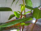 dafin