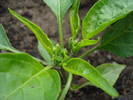 Tokyo Hot Pepper (2009, May 29)