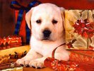 Christmas Wallpapers (267)