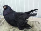 negru buc 4