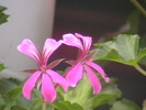 Picture 019